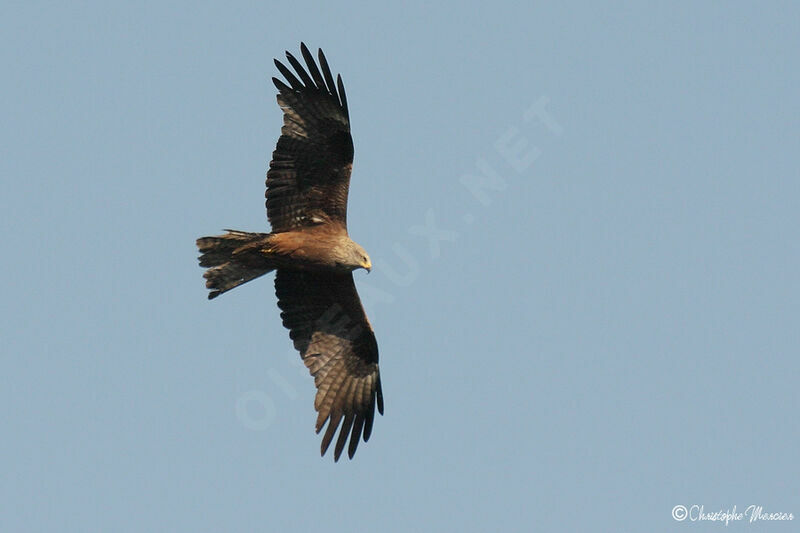 Black Kite