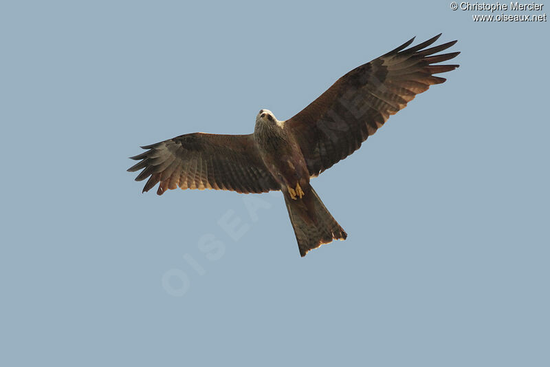 Black Kite