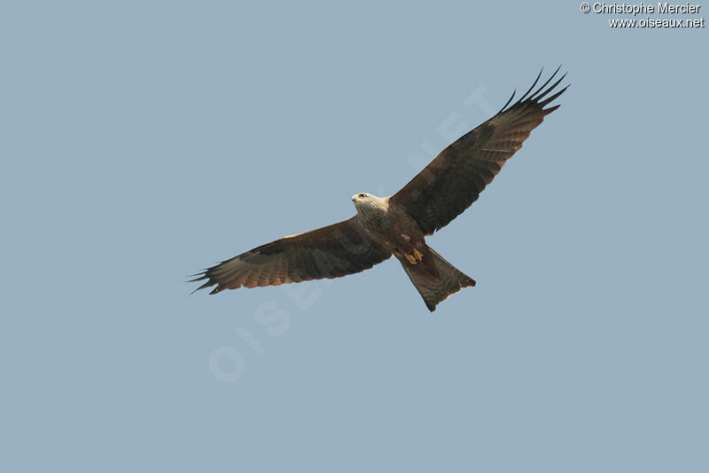 Black Kite