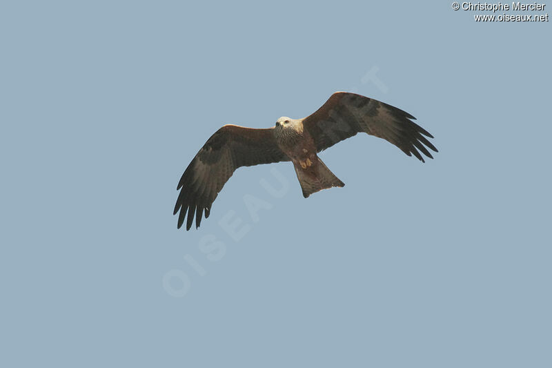 Black Kite