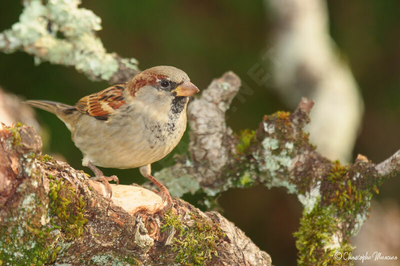 House Sparrow