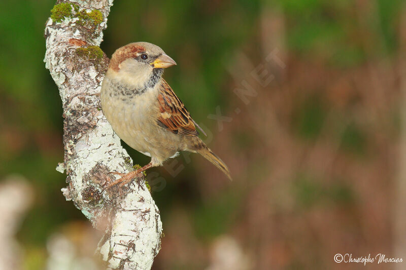 House Sparrow