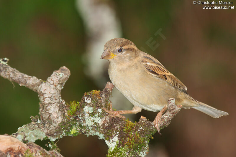 House Sparrow