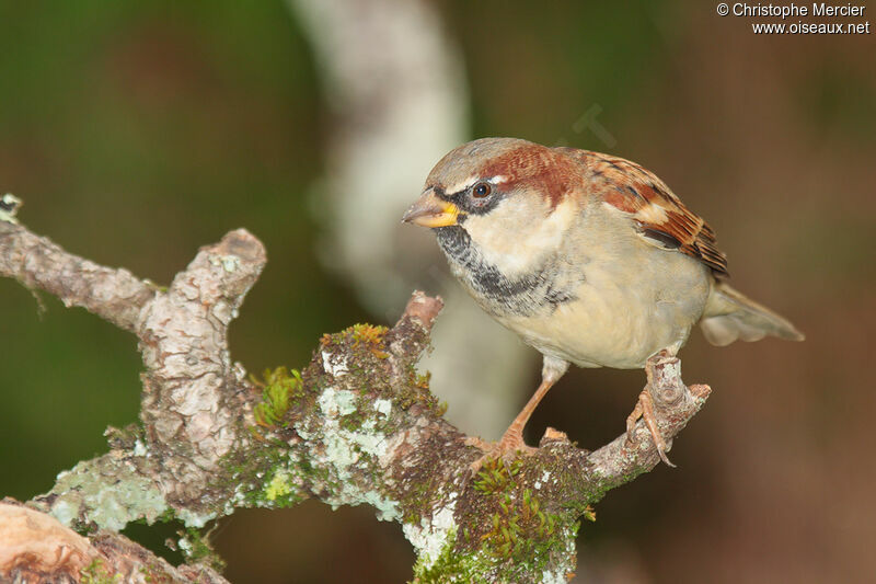 House Sparrow