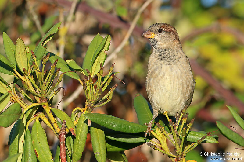 House Sparrow