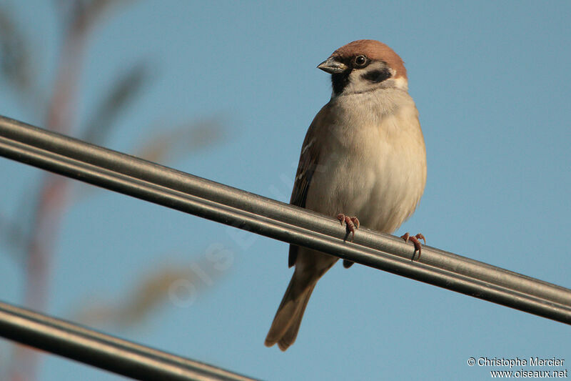 Eurasian Tree Sparrow