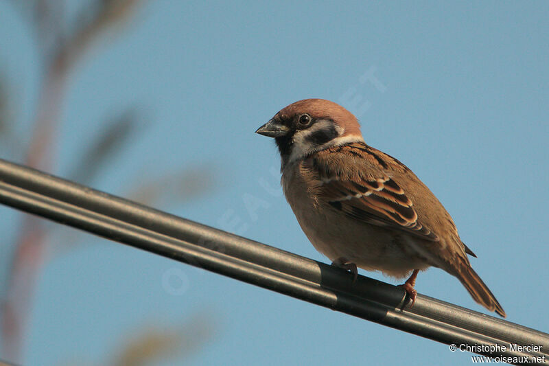 Eurasian Tree Sparrow