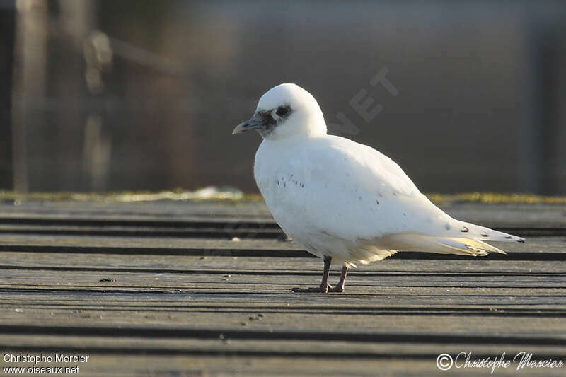 Mouette blanche1ère année, identification