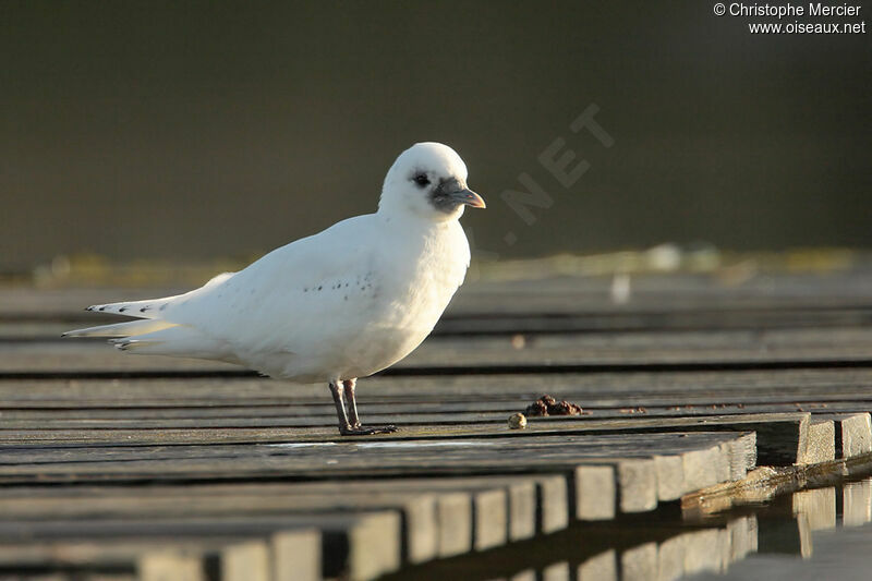 Ivory Gull