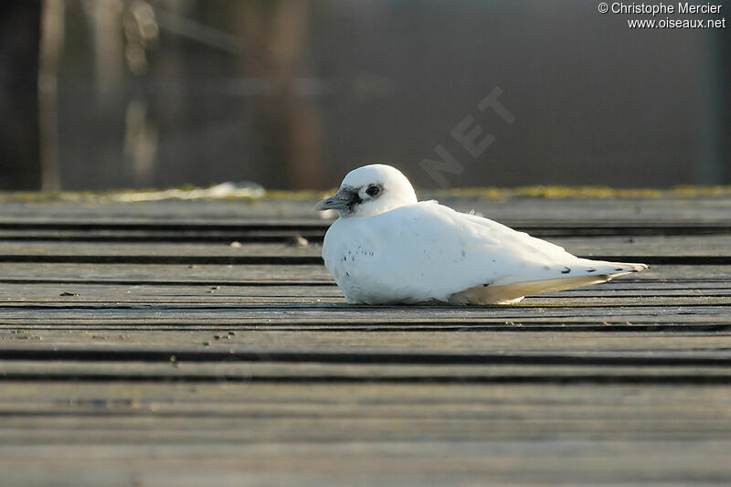 Ivory Gull