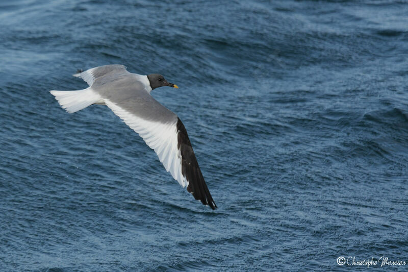 Mouette de Sabine