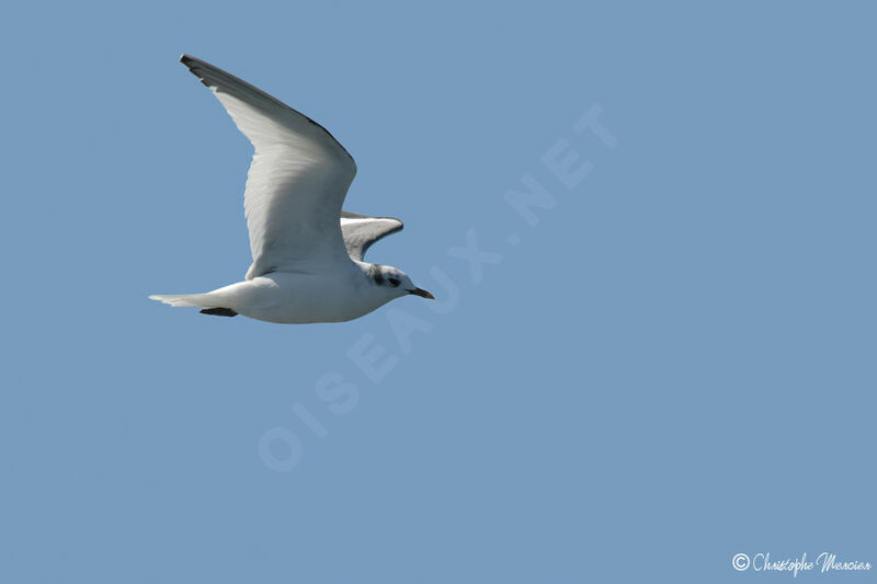 Mouette de Sabine