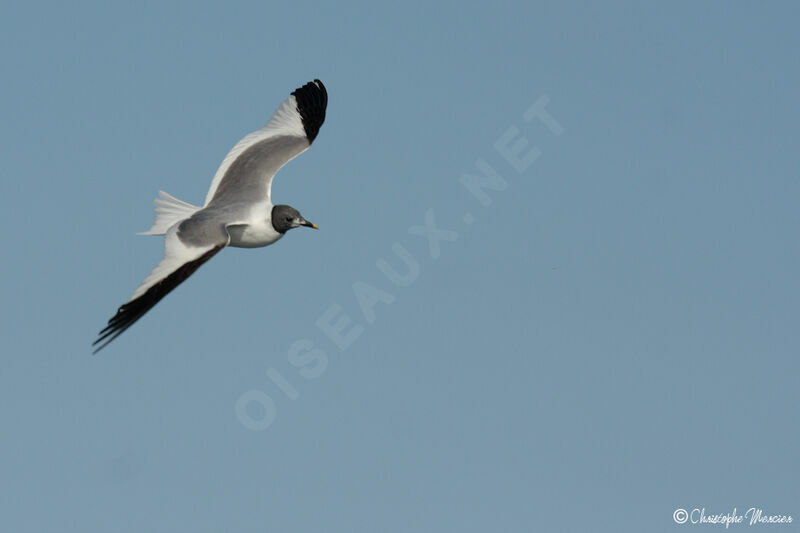 Mouette de Sabine