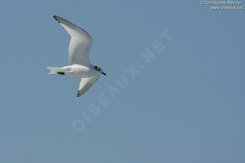 Mouette de Sabine