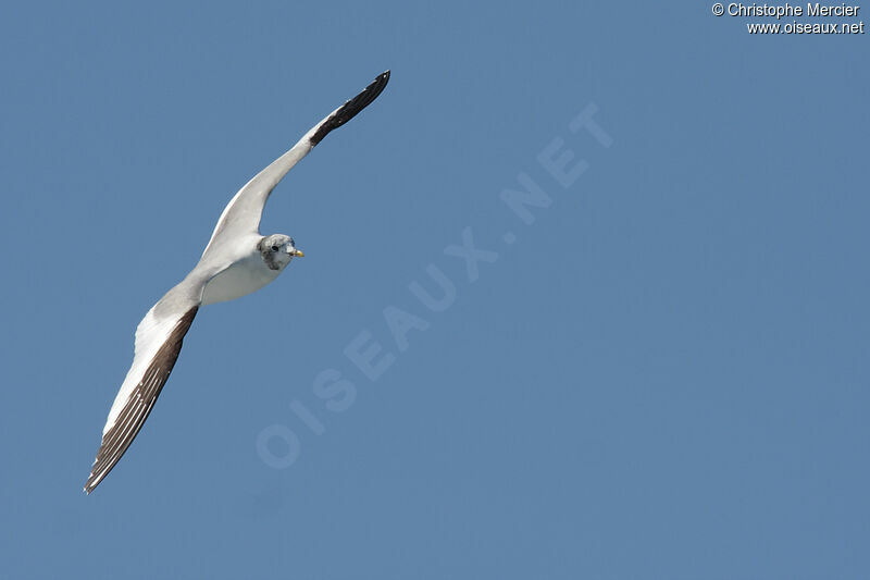 Mouette de Sabine