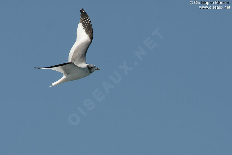 Mouette de Sabine