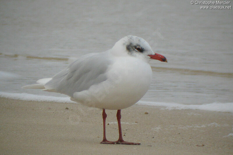 Mouette mélanocéphale