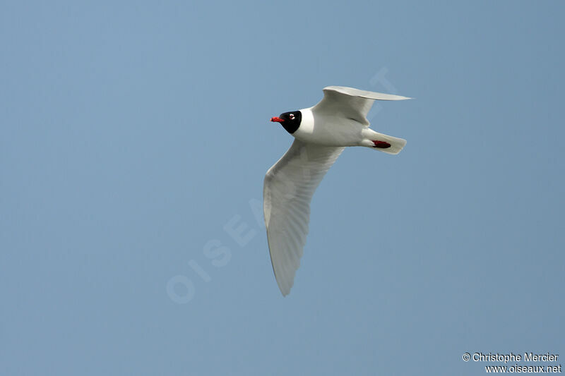 Mediterranean Gull