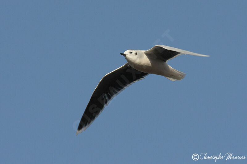 Mouette pygmée