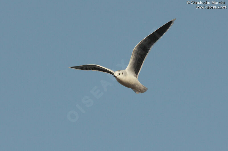 Mouette pygmée