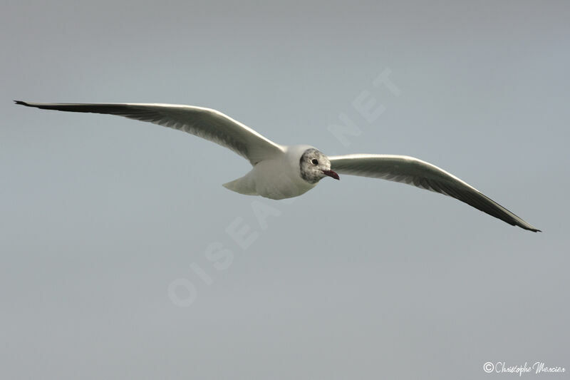 Mouette rieuse