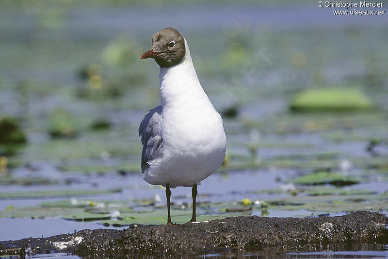 Mouette rieuse