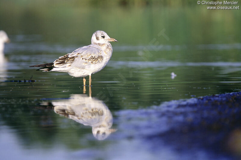 Mouette rieuse