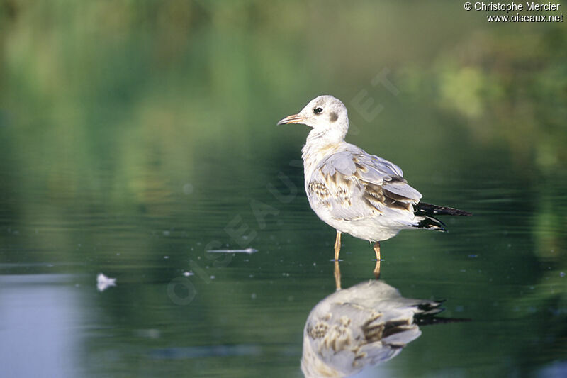 Mouette rieuse