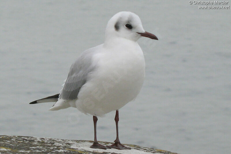 Mouette rieuse