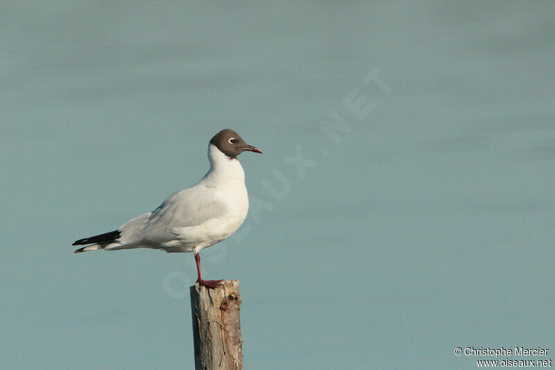 Mouette rieuse