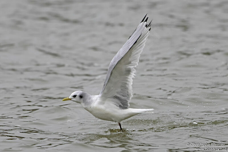 Mouette tridactyle