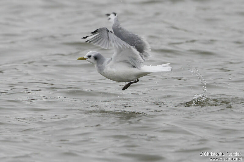 Black-legged Kittiwake