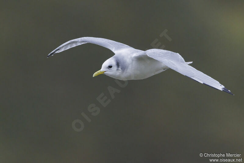 Black-legged Kittiwake