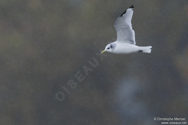 Black-legged Kittiwake