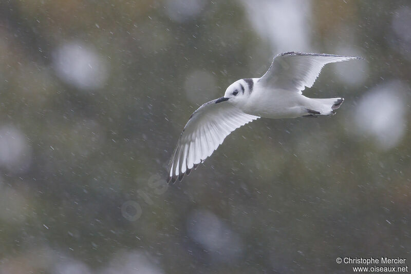 Black-legged Kittiwake