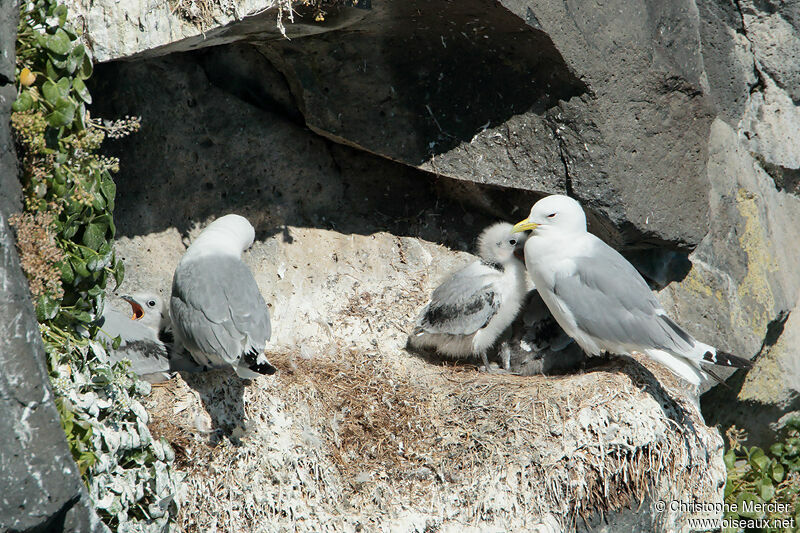 Black-legged Kittiwake