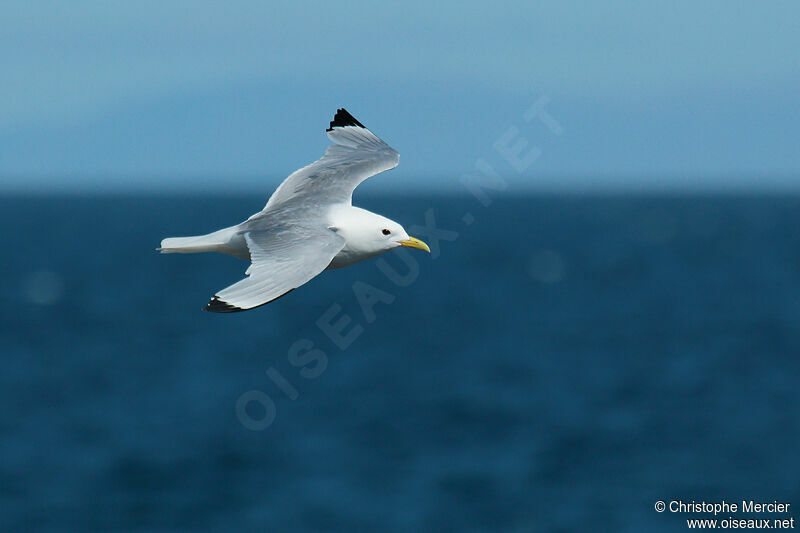 Black-legged Kittiwake