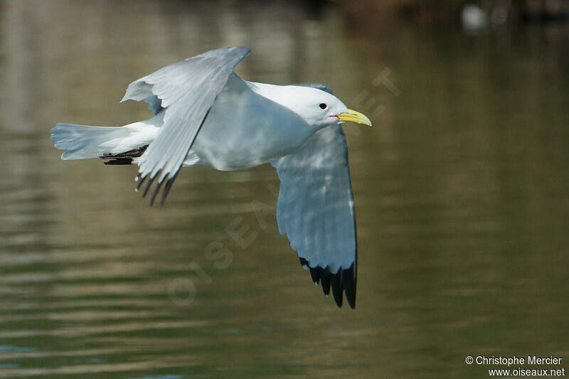 Mouette tridactyle