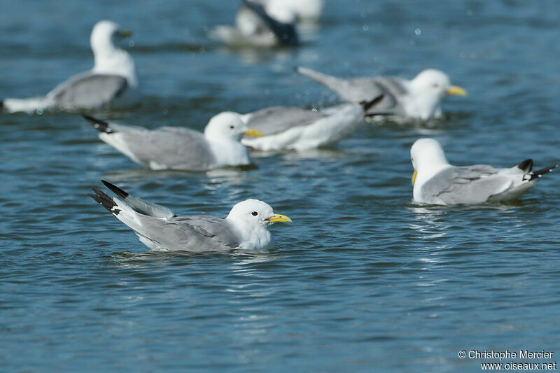 Black-legged Kittiwake