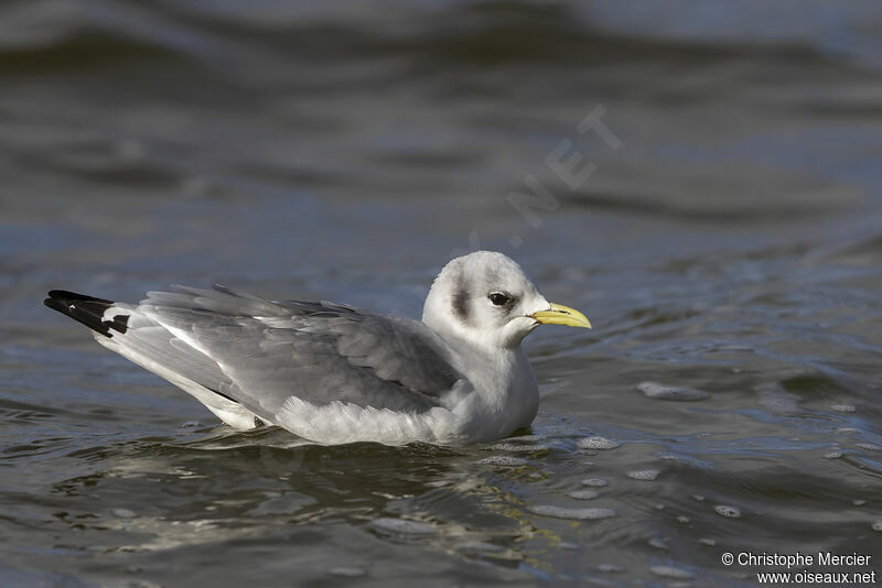 Black-legged Kittiwake