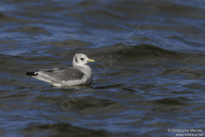 Black-legged Kittiwake