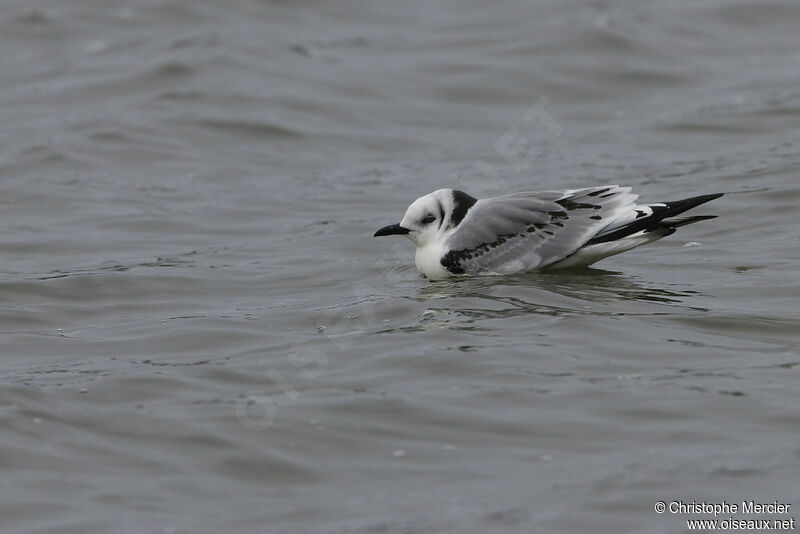 Mouette tridactyle