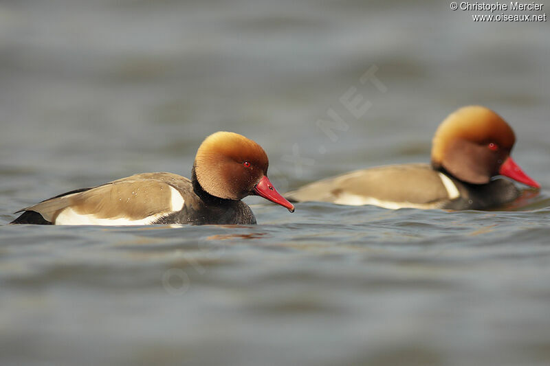 Nette rousse