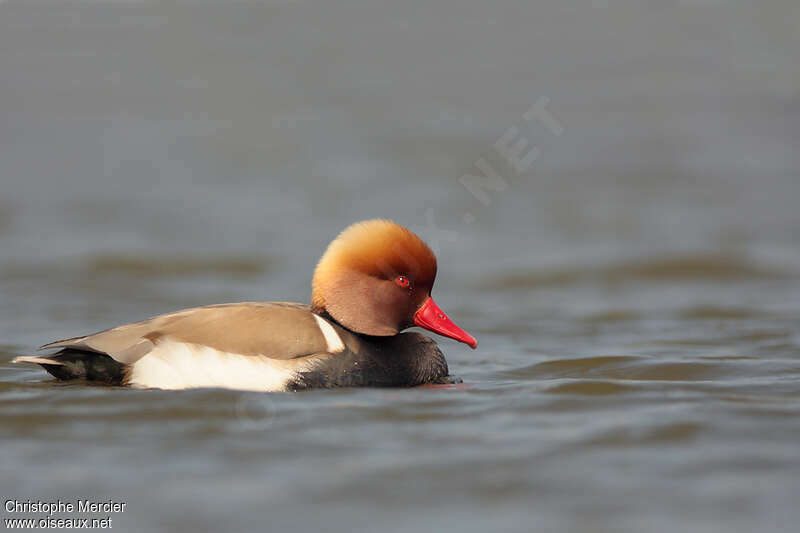 Nette rousse mâle adulte nuptial, identification