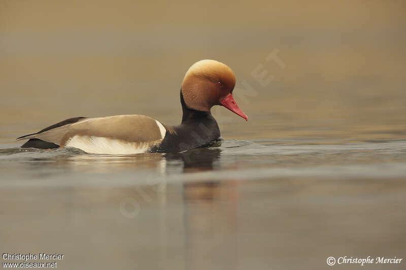 Red-crested Pochard male adult breeding, identification