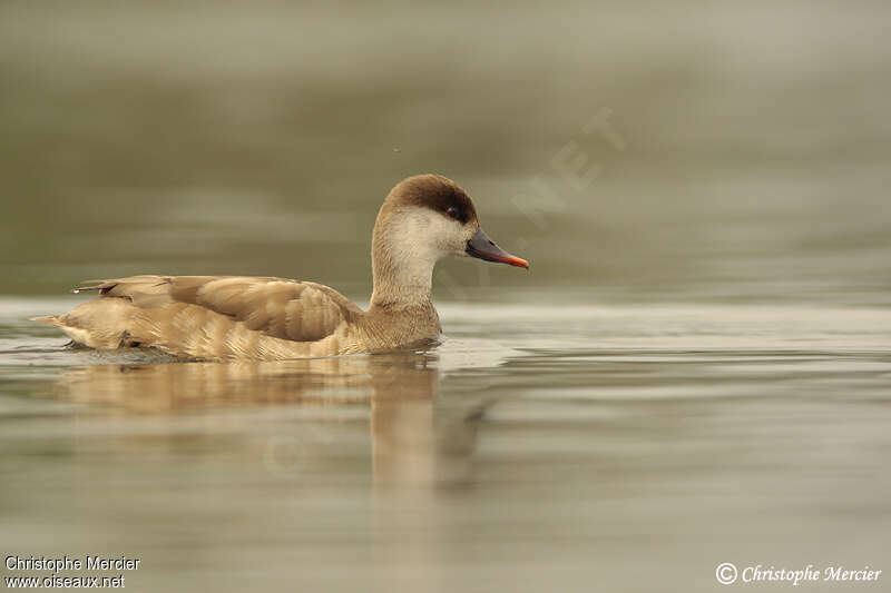 Nette rousse femelle adulte nuptial, identification