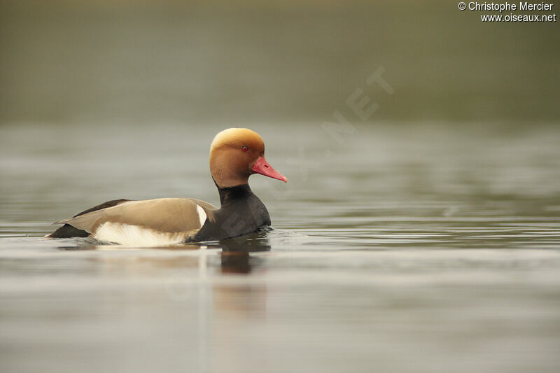 Red-crested Pochard