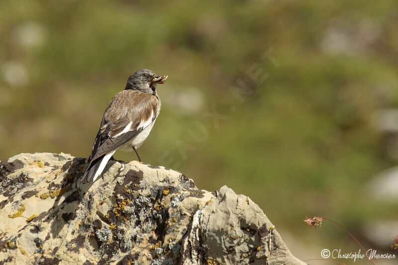 White-winged Snowfinch