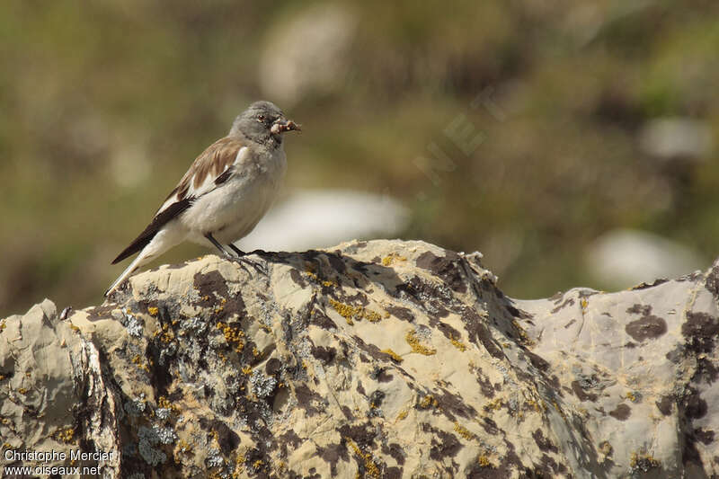 White-winged Snowfinch