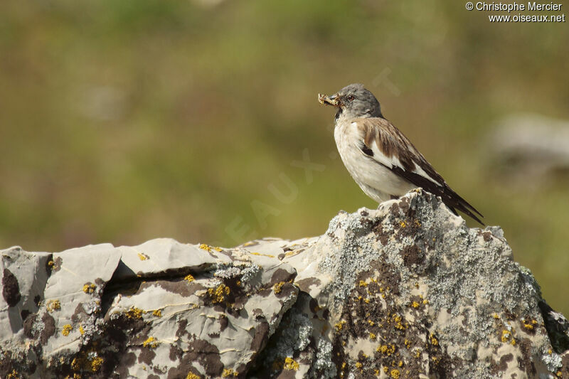 White-winged Snowfinch